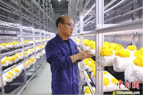 山東多地加快發(fā)展數(shù)字農(nóng)業(yè)，智慧農(nóng)田新模式引領(lǐng)鄉(xiāng)村振興